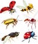 Group of insects