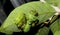 A group of io moth caterpillars on a leaf.