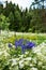 A group of Iris siberica blue flowers