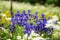 A group of Iris siberica blue flowers