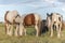 Group of Irish Cob ponies eating in pen