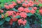 The group of Ixora chinensis