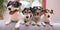 Group Jack Russell Terrier Doggies. Four little dogs sitting  indoor side by side on the couch