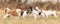 Group of Jack Russell Terrier - A pack of dogs are standing side by side relaxing on a meadow in early spring