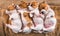 Group of Jack Russell terrier puppies sleep sweetly on a soft bed