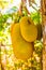 Group of jackfruit on tree