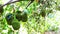 Group of Jackfruits hanging on the tree.