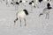 Group of Japanese Red-Crowned Cranes Foraging