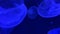 Group jellyfish floating blue light background