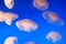 Group of jellyfishes
