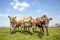 Group of Jersey cows, known as brown bessie or butter cow,  together gathering in a field, happy and joyful and a blue cloudy sky