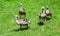 Group of juvenile Canada Geese walking