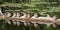 Group of juvenile Mallard Anas platyrhynchos resting in sun