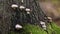 Group of juvenile polypore fungi on bark