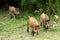 Group of juvenile Wild boars in a forest during summer period