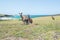 Group of Kangaroo at on the field and sea background Coffs Harbour.