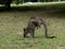 Group of Kangaroos Feeding