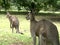 Group of Kangaroos Feeding