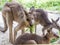 Group of kangaroos feeding in the park