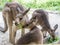 Group of kangaroos feeding in the park