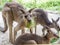 Group of kangaroos feeding in the park