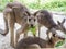 Group of kangaroos feeding in the park