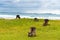 Group of kangaroos grazing