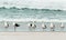 Group of kelp gulls on a sandy beach