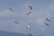 Group of Kentish plovers and Dunlins flying n the Blue Sky over Mountains