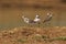 Group of Kentish plovers standing on the muddy ground against a blurry backdrop.