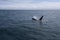 A group of Killer Whales swimming in the sea of Okhotsk near the Shiretoko Peninsula