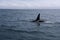 A group of Killer Whales swimming in the sea of Okhotsk near the Shiretoko Peninsula