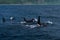 A group of Killer Whales swimming in the sea of Okhotsk near the Shiretoko Peninsula