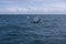 A group of Killer Whales swimming in the sea of Okhotsk near the Shiretoko Peninsula