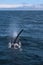 A group of Killer Whales swimming in the sea of Okhotsk near the Shiretoko Peninsula