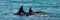 Group of killer whales in the water. Wieden dorsal fin. Peninsula Valdes. Argentina.