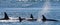 Group of killer whales in the water. Wieden dorsal fin. Peninsula Valdes. Argentina.