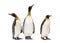 Group of King penguin standing together