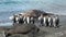 Group of king penguins on background of seals on beach of the Falkland Islands