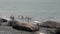 Group of king penguins on background of seals on coastline of Falkland Islands.