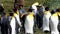 group of king penguins at the coast of the south atlantic