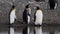 group of king penguins at the coast of the south atlantic