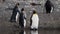 group of king penguins at the coast of the south atlantic