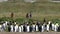 group of king penguins at the coast of the south atlantic