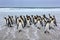 Group of king penguins coming back from sea tu beach with wave a blue sky