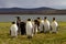 Group King Penguins in the evening light