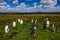 Group of king penguins in the green grass. Gentoo penguins with blue sky with white clouds. Penguins in the nature habitat. Birds