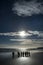 Group of King penguins on a sandy coast