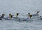 Group of King Penguins Swimming in the Ocean