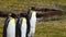 A group of King Penguins waddling along